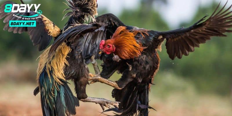 Đá gà Mỹ - Khám Phá Bí Quyết Chọn Giống Chơi Hay Nhất 2024 3 Kinh nghiệm lựa chọn giống cho đá gà Mỹ