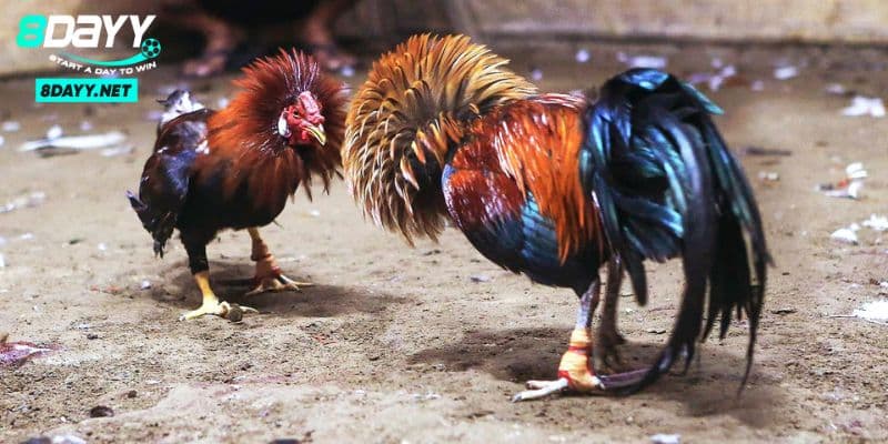 Người chơi nên nắm bắt các thể loại đá gà 8Day trực tuyến